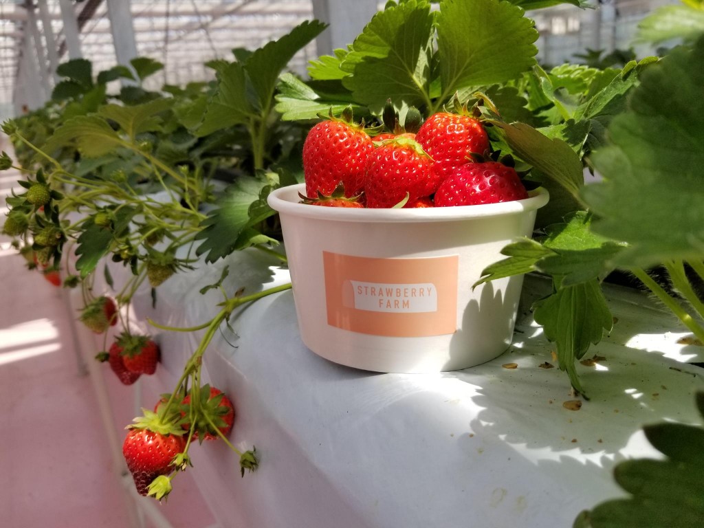 TOKYO STRAWBERRY PARK